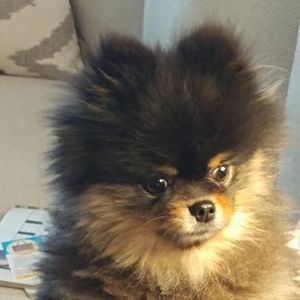 Meet your Posher, Susan